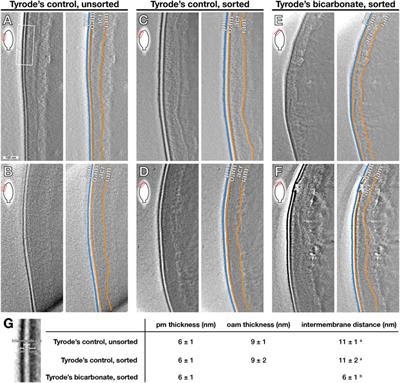 Bicarbonate-Stimulated Membrane Reorganization in Stallion Spermatozoa